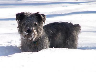 g3/88/473688/3/56022272.glenstandinsnow.jpg