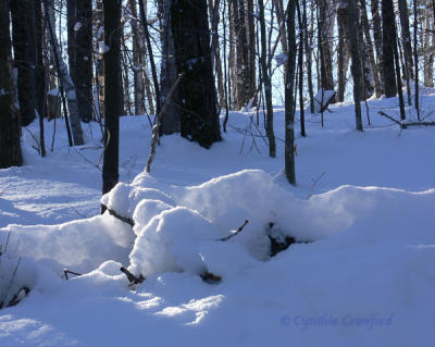 Morning light on snow