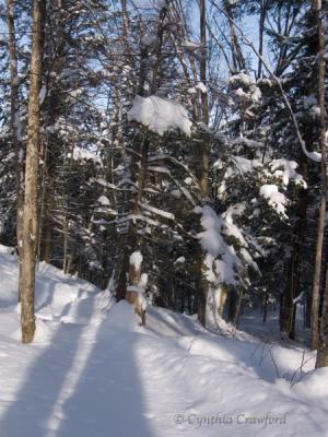 Snow Shadows