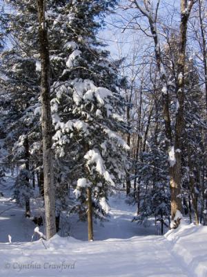 Snowy Path