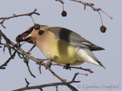 cedar waxwing berrybite