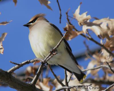 cedarwaxwing on branch