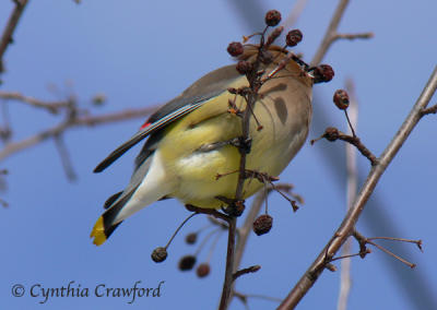 cedar waxwing got-it!