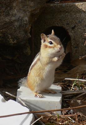 A Chipmunk's Tale in Vermont