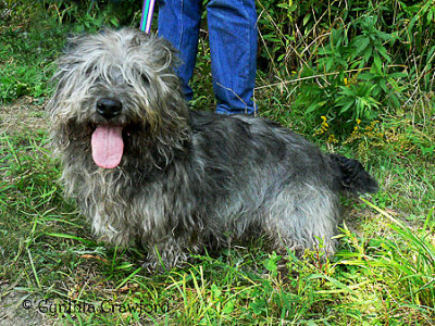 New England Glen of Imaal Terrier Gathering 2006