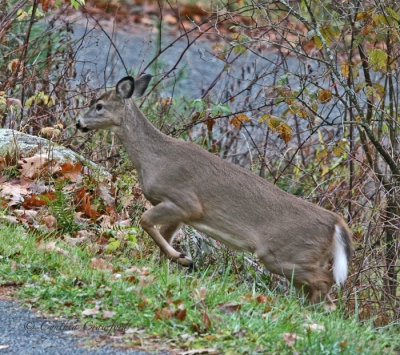 Fawn-better find Mom