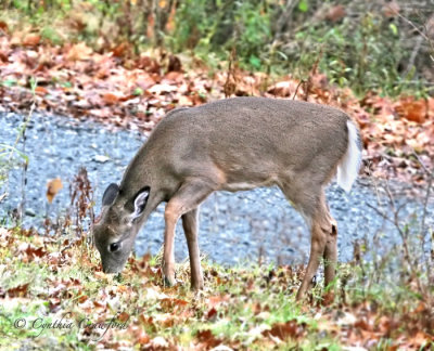 Fawn browsing