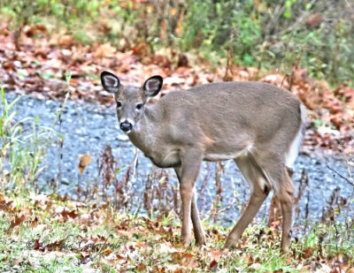 Fawn- wait-where's Mom?