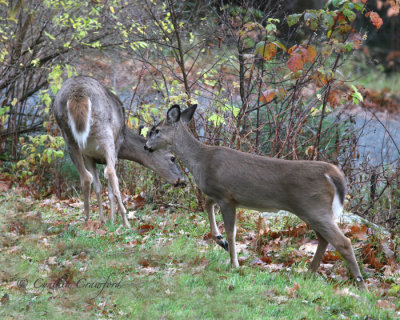 Fawn and Doe-reunion