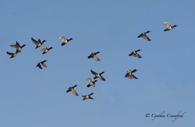 ring-necked.ducks.flying