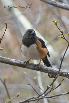 eastern towhee 2