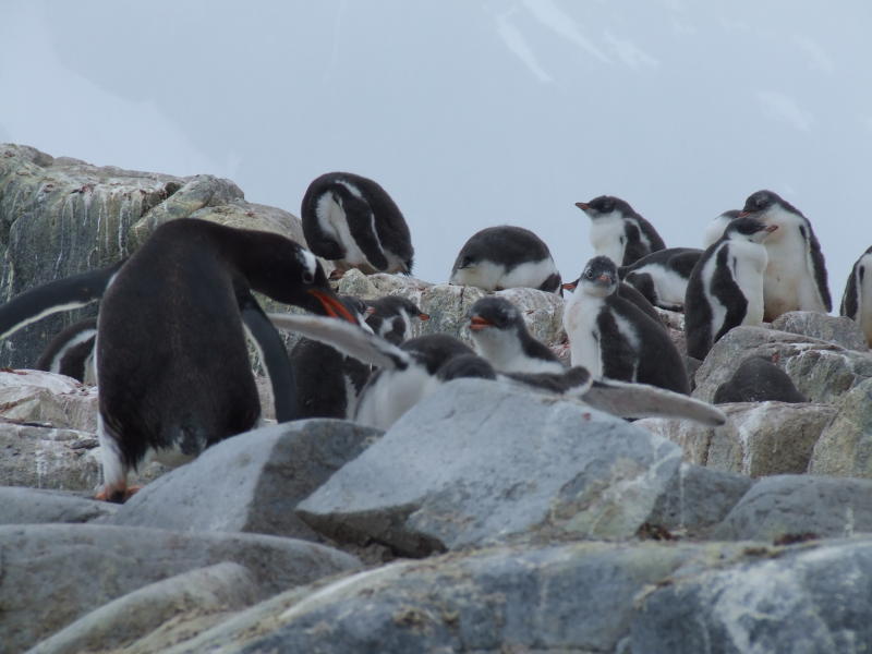 Port Lockroy ~ Gentoo Penguins