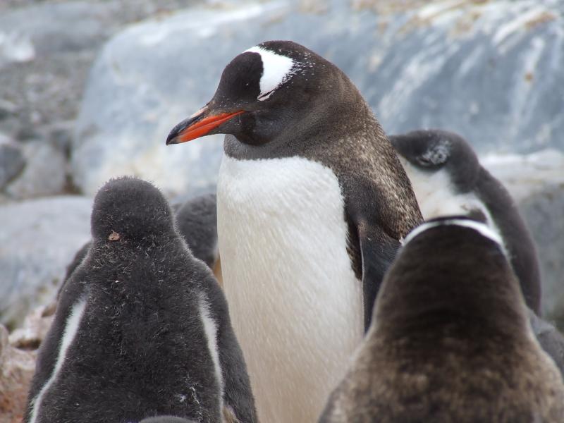 Paradise Harbor ~ Gentoo Penguins