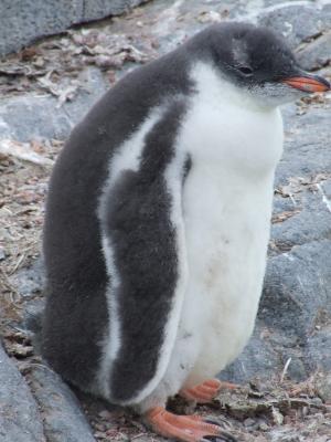 Port Lockroy ~ Gentoo Penguins
