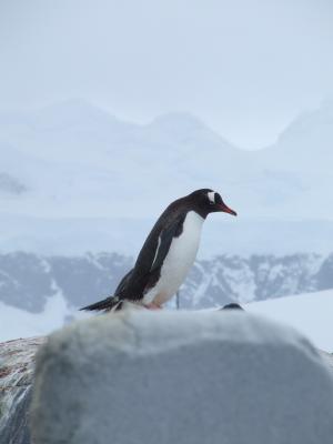 Port Lockroy ~ Gentoo Penguins