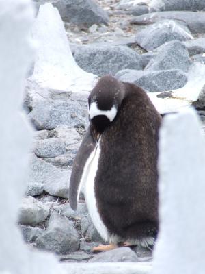 Port Lockroy ~ Gentoo Penguins