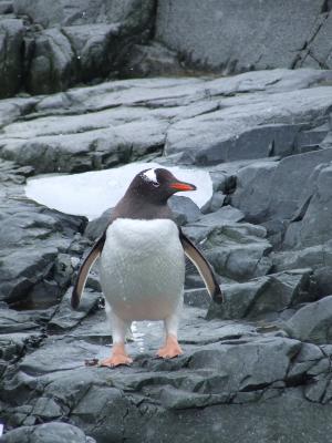 Port Lockroy ~ Gentoo Penguins