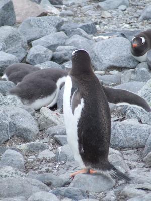 Port Lockroy ~ Gentoo Penguins