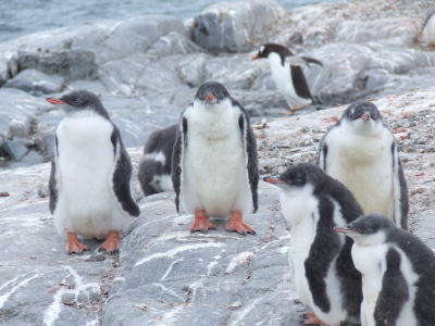 Port Lockroy ~ Gentoo Penguins