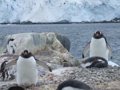 Port Lockroy ~ Gentoo Penguins