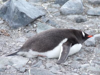 Port Lockroy ~ Gentoo Penguins