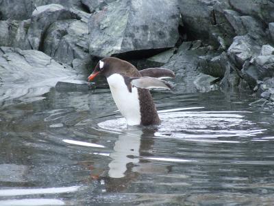 Paradise Harbor ~ Gentoo Penguin Colony