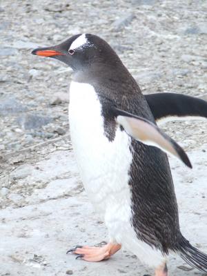 Paradise Harbor ~ Gentoo Penguins