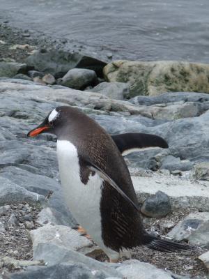 Paradise Harbor ~ Gentoo Penguins