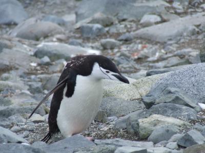 Half Moon Island ~ Chinstrap Penguins