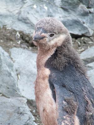 Half Moon Island ~ Chinstrap Penguins