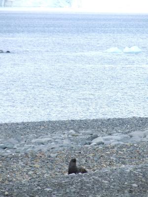 Half Moon Island ~ Crabeater Seals