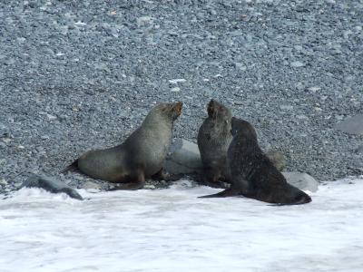 Half Moon Island ~ Crabeater Seals