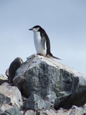 Half Moon Island ~ Chinstrap Penguins