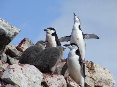 Half Moon Island ~ Chinstrap Penguins