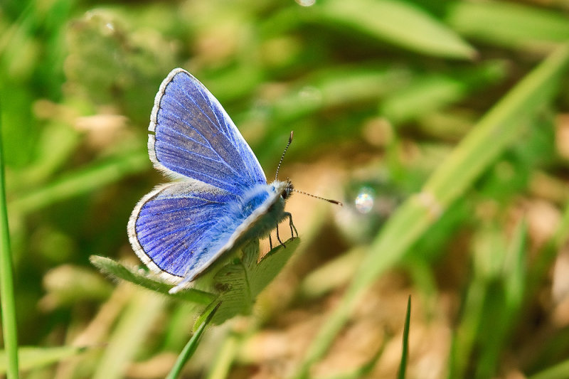 true blue