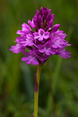 Pyramidal Orchid Closeup