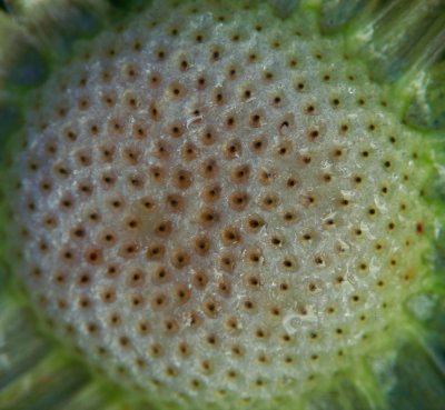 Naked Dandelion Seed head