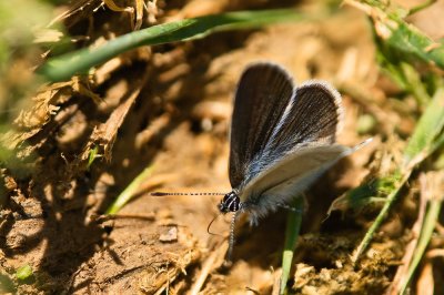 Small Blue