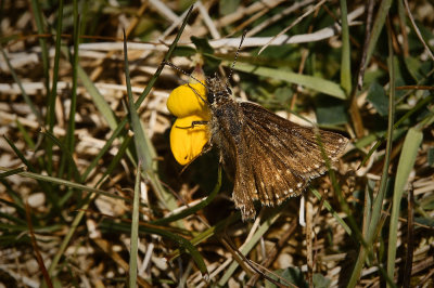 Dingy Skipper