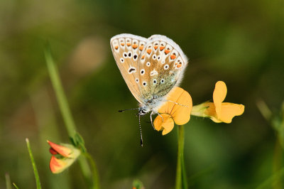 Common Blue (female blue form)