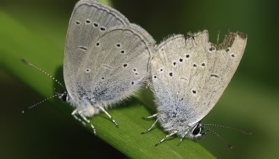 two small blues mating