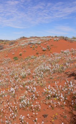 Sand Dune alive with wildflowers on the QAA Line