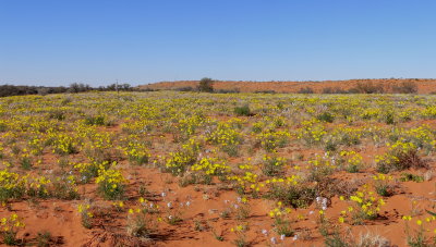 Desert Wildflowers