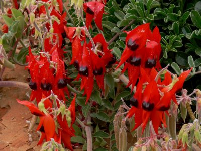 Sturts Desert Pea