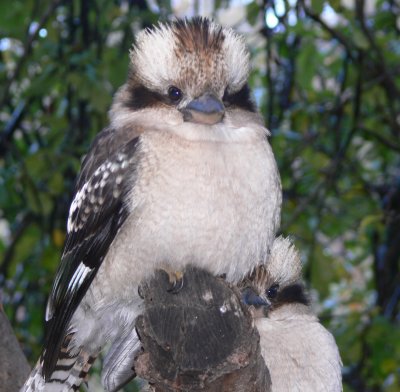 More photogenic Kookas