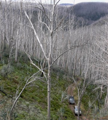 Ascent of Basalt Knob South Track