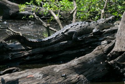 Crocodilo, La Ventanilla