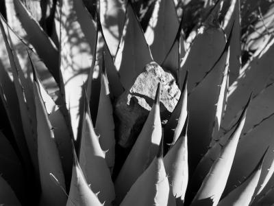 Stone Agave