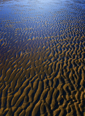 beach dunes