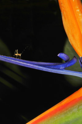 bird of paradise